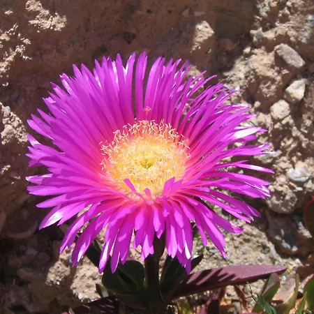 Cortijo La Estrella *